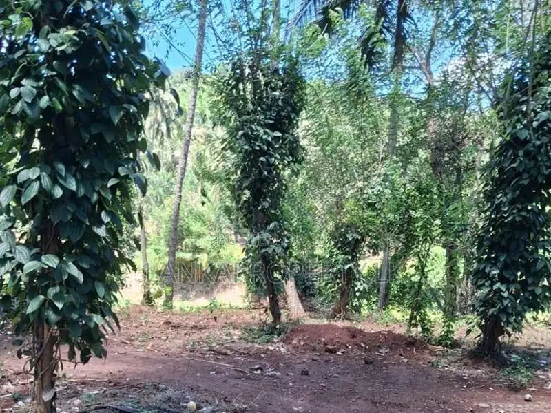 A Prime Residential Land for Sale in Naula (Arangala), Matale