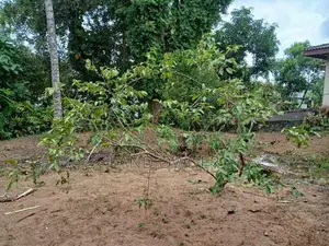 Land For Sale In Ragama