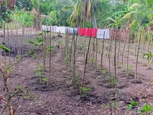 උඩවලව වටිනා තේක්ක සහිත පර්චස් 450ක ඉඩමක් විකිනීමට