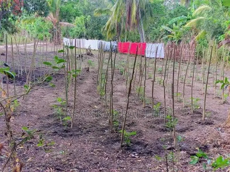 උඩවලව වටිනා තේක්ක සහිත පර්චස් 450ක ඉඩමක් විකිනීමට