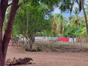 උඩවලව වටිනා තේක්ක සහිත පර්චස් 450ක ඉඩමක් විකිනීමට
