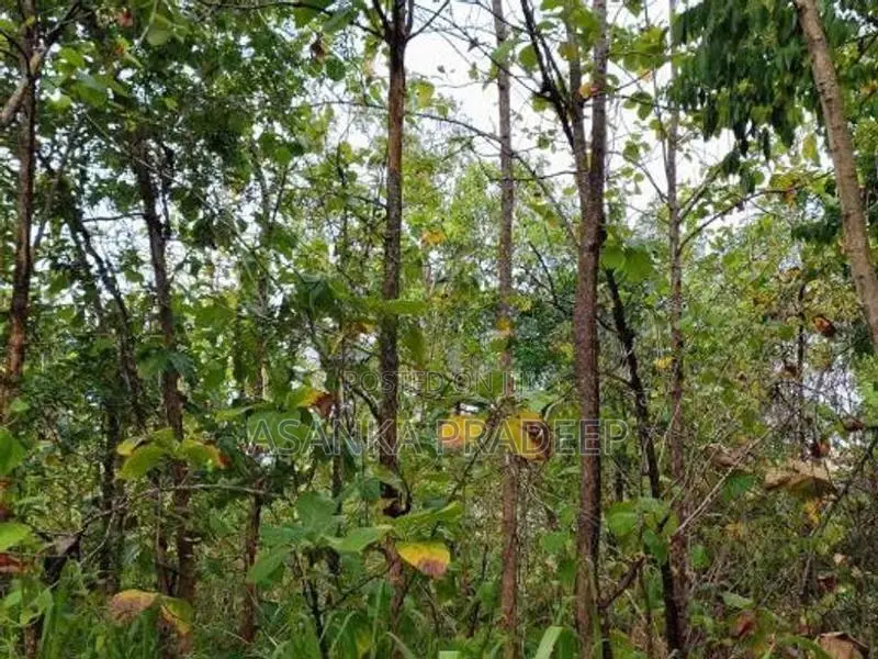 උඩවලව වටිනා තේක්ක සහිත පර්චස් 450ක ඉඩමක් විකිනීමට