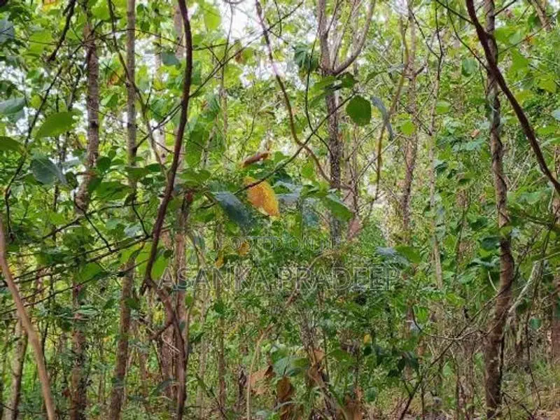 උඩවලව වටිනා තේක්ක සහිත පර්චස් 450ක ඉඩමක් විකිනීමට