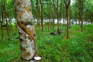 5 Acre Rubber Land for Sale – Prabuddhagama, Anguruwathota