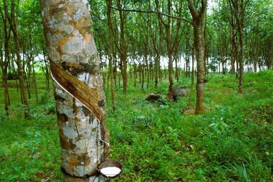 5 Acre Rubber Land for Sale – Prabuddhagama, Anguruwathota