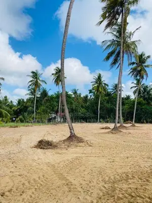 කාක්කපල්ලිය හංදියට ආසන්නව සින්නක්කර බිම් කොටස්