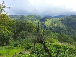 Land for Sale in Nillamba