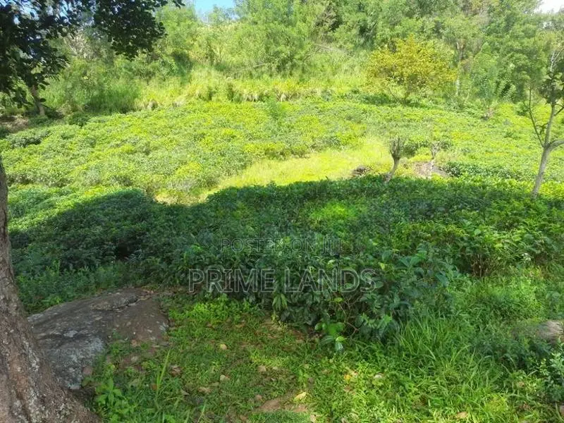 Land for Sale in Nillamba