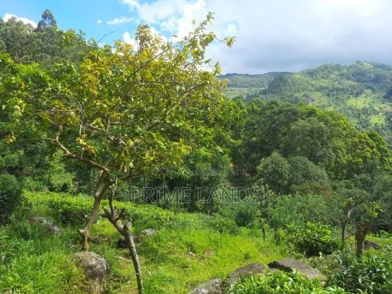 Land for Sale in Nillamba