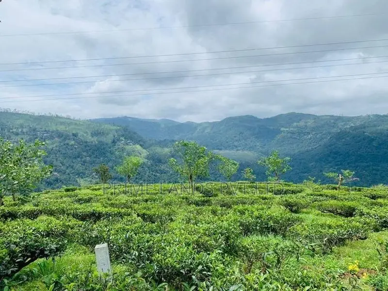 Beautiful Land in Pudaluoya