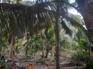 ඉඩම විකිණීමට තලවිල