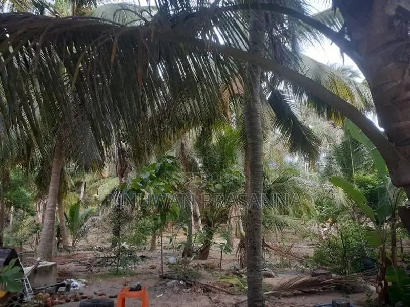 ඉඩම විකිණීමට තලවිල