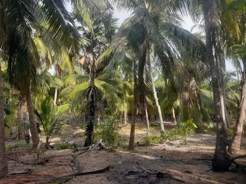 ඉඩම විකිණීමට තලවිල