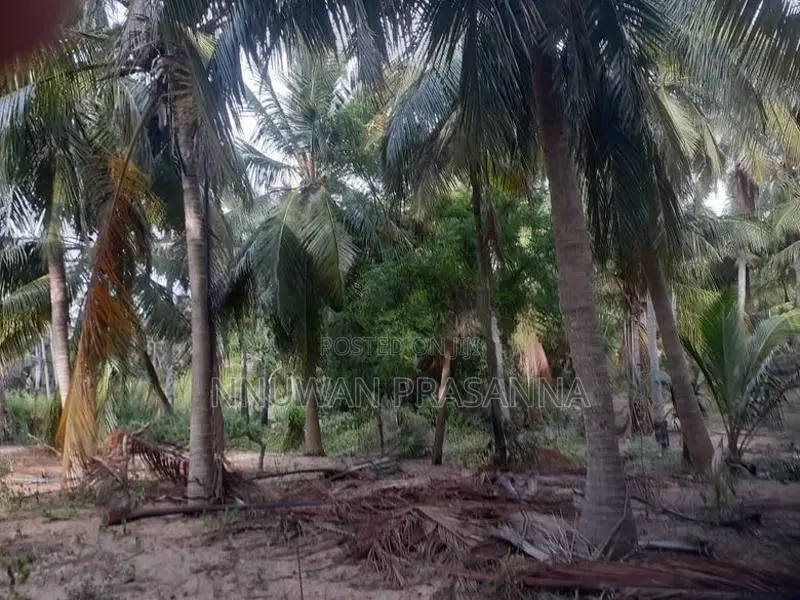 ඉඩම විකිණීමට තලවිල