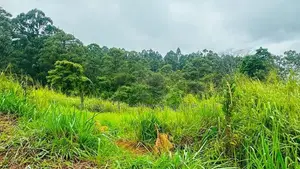 Lands for Sale in Pussellawa