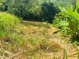 Lands for Sale in Uthuwankanda Mawanella