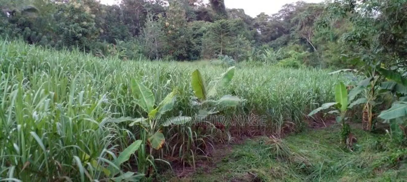 Land for Sale Near Yudaganawa Rajamaha Viharaya Buttala