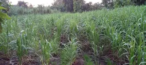 Land for Sale Near Yudaganawa Rajamaha Viharaya Buttala