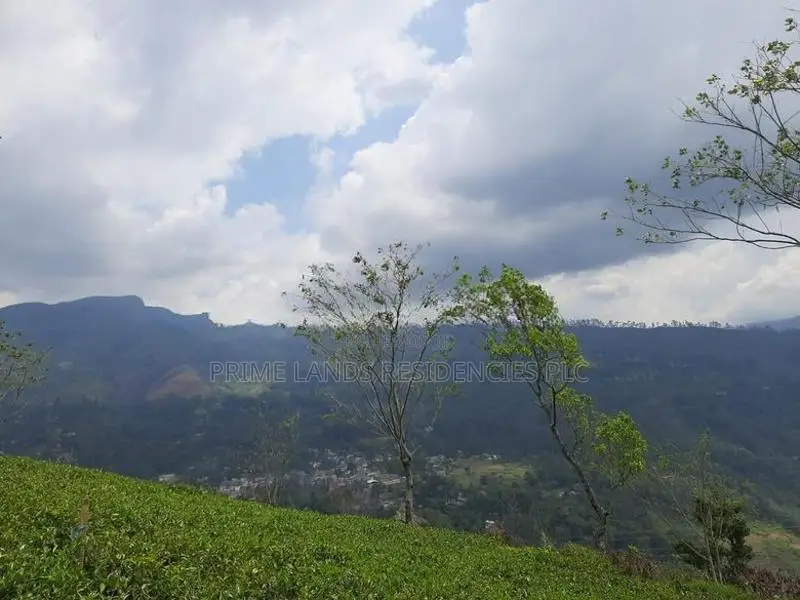 Land for Sale in Pundaluoya