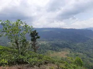 Land for Sale in Pundaluoya