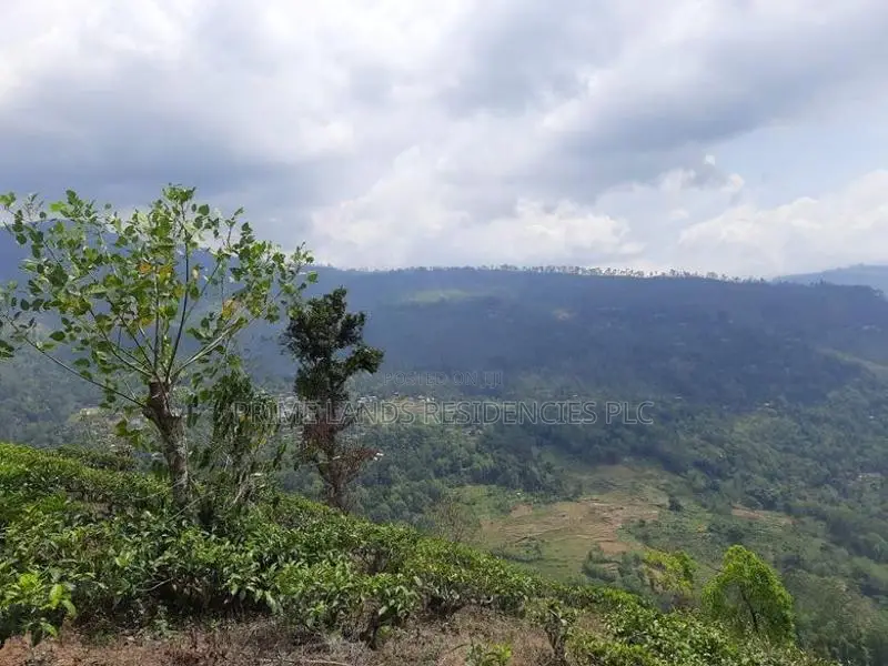 Land for Sale in Pundaluoya