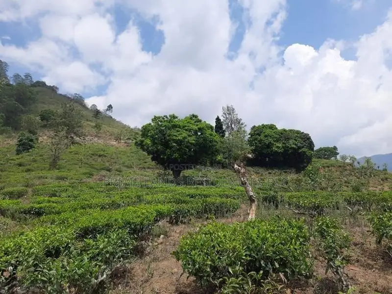 Land for Sale in Pundaluoya