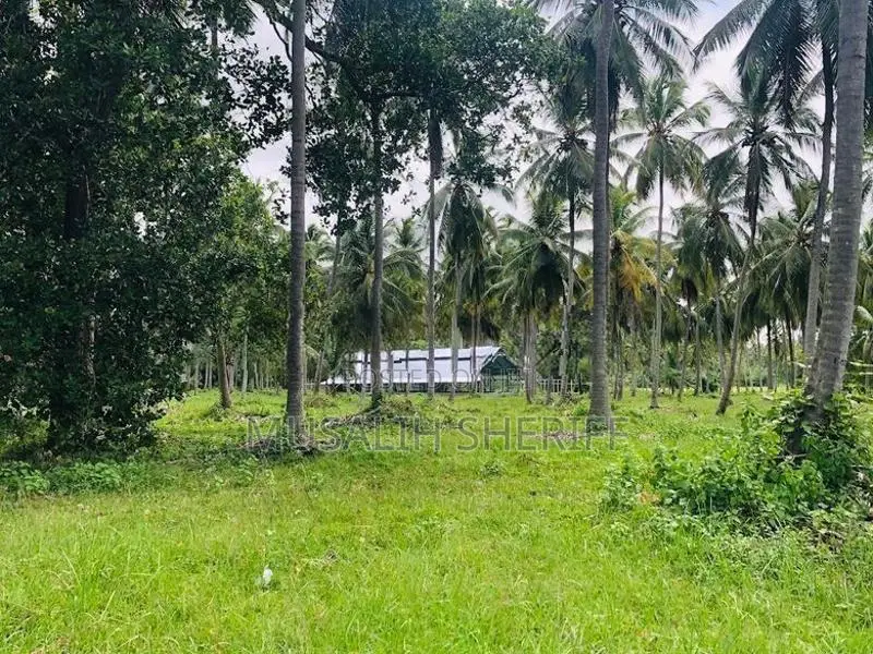 Gonagama Coconut Estate Land for Sale