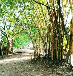 Valuable Land Near New Kachery-Batticaloa