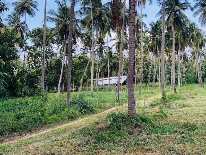 Gonagama Coconut Estate Land for Sale