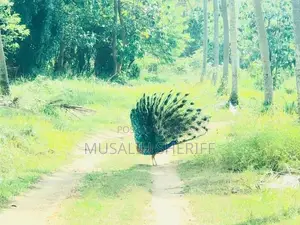 Gonagama Coconut Estate Land for Sale