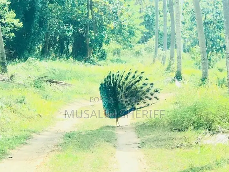 Gonagama Coconut Estate Land for Sale