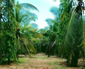 Valuable Land Near New Kachery-Batticaloa