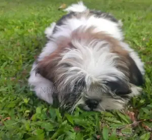 1-3 months Female Purebred Shih Tzu