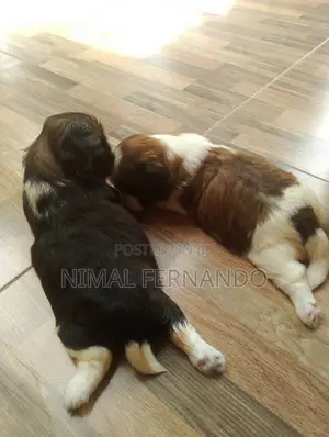 1-3 months Female Purebred Shih Tzu