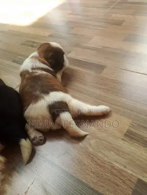 1-3 months Female Purebred Shih Tzu