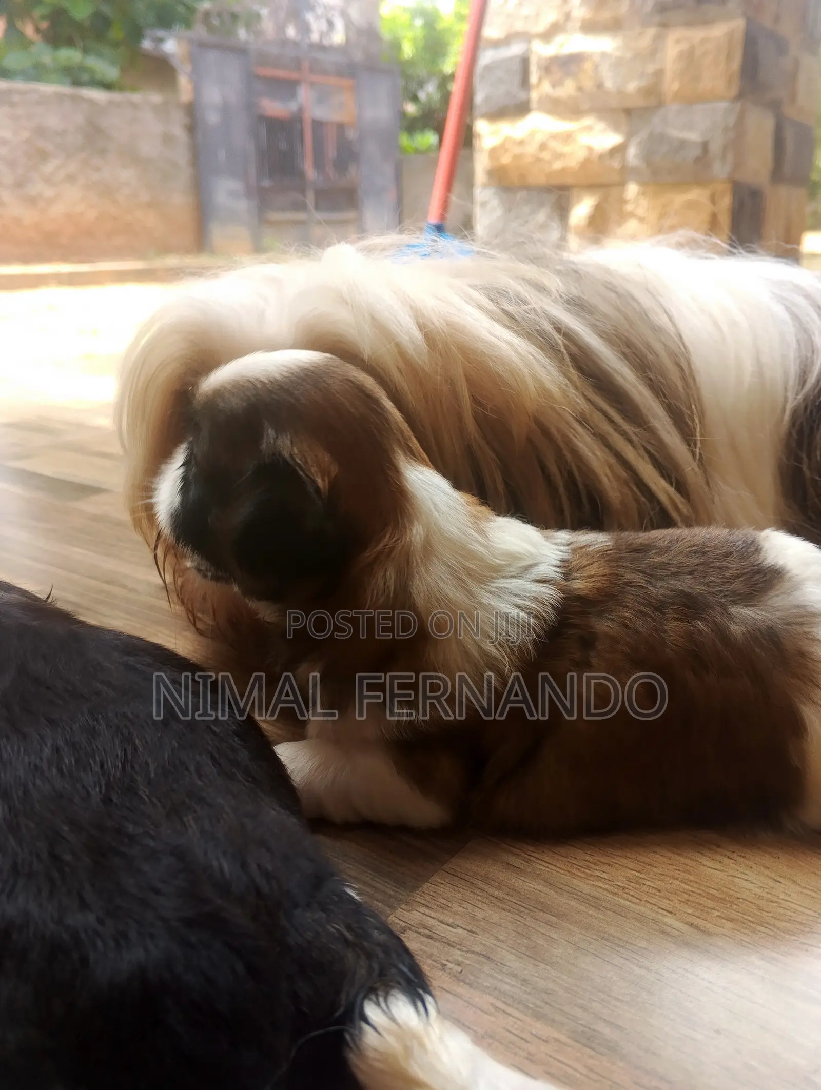 1-3 months Female Purebred Shih Tzu