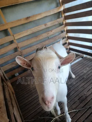 Goats Club