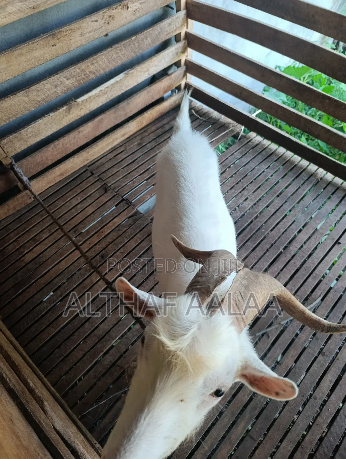 Goats Club