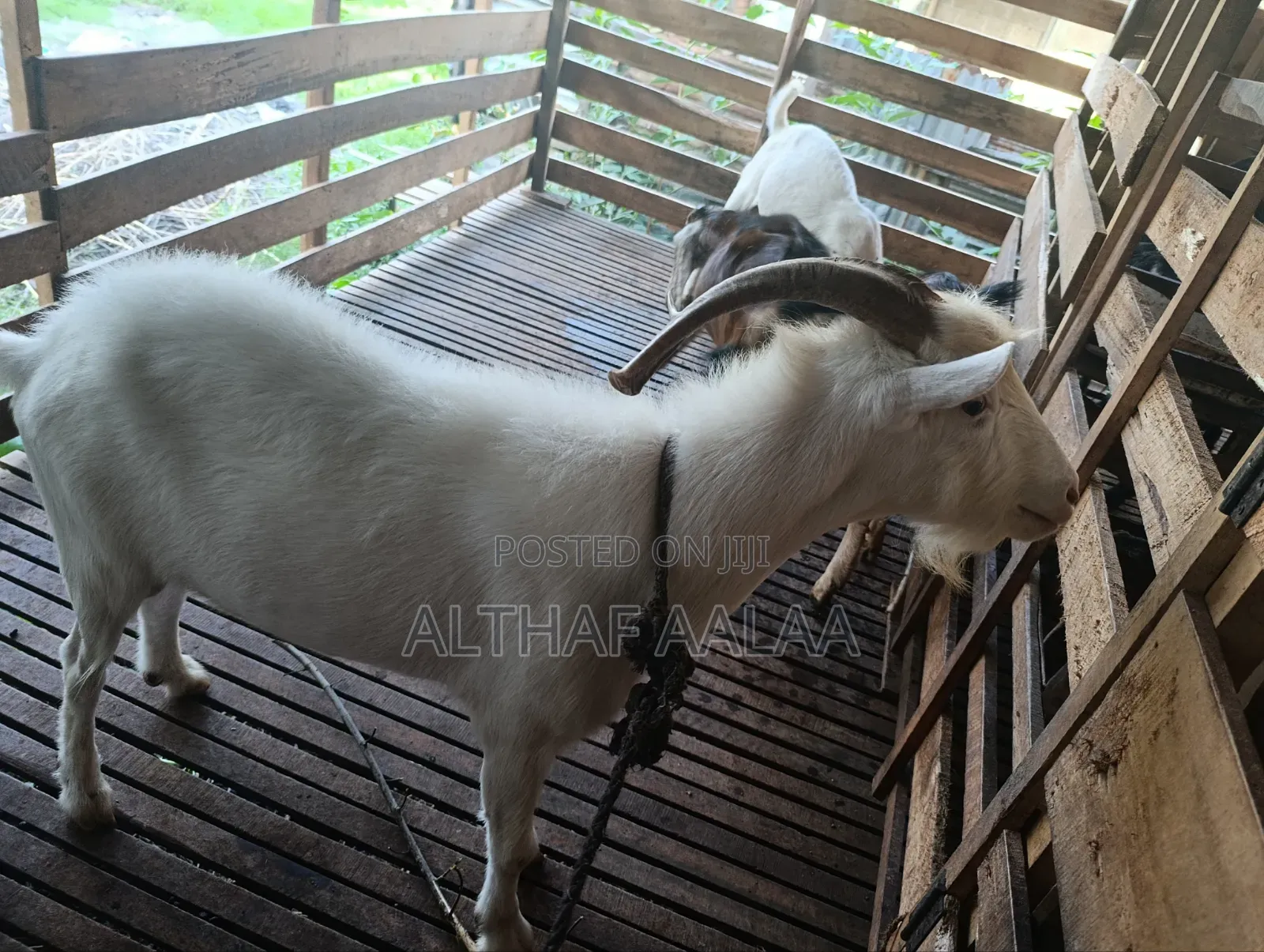 Goats Club