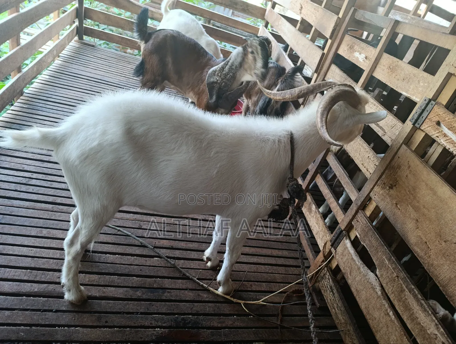Goats Club