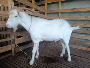 Goats Club