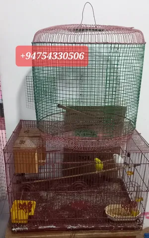 Birds With Cages