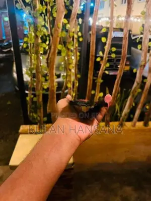 Apple iPhone 15 (Used)