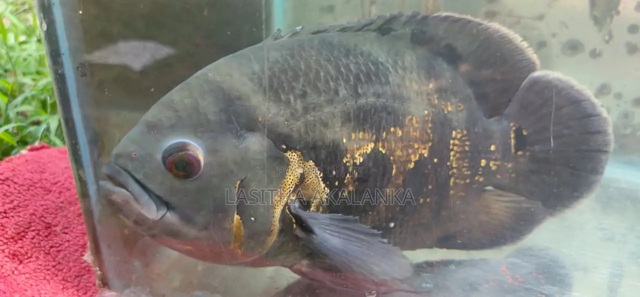 Black Tiger Oscar Fish