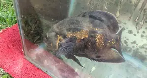 Black Tiger Oscar Fish
