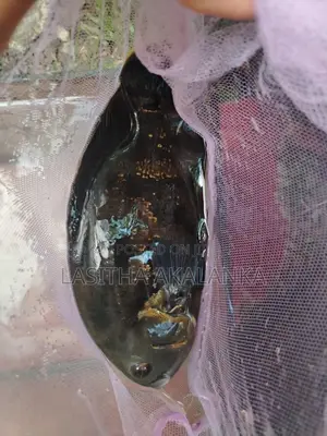 Black Tiger Oscar Fish