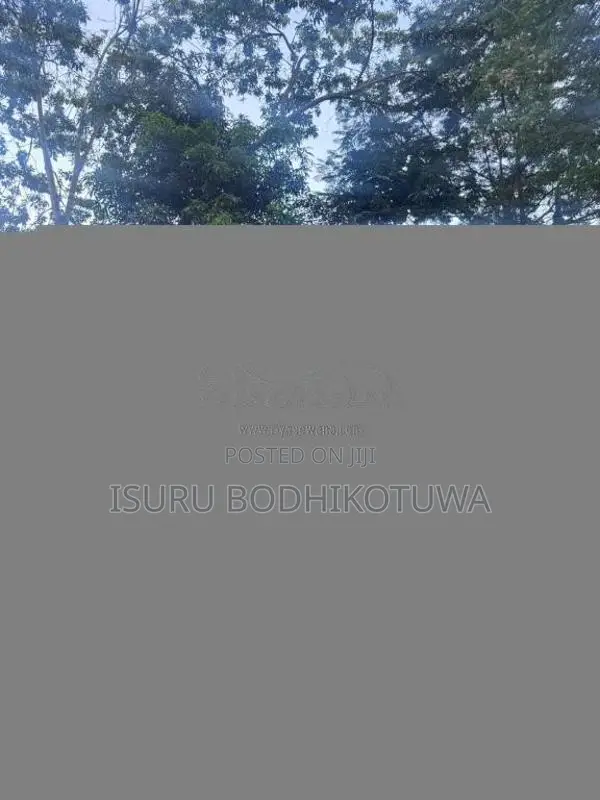 Nissan X-Trail 2002 SUV (Used)