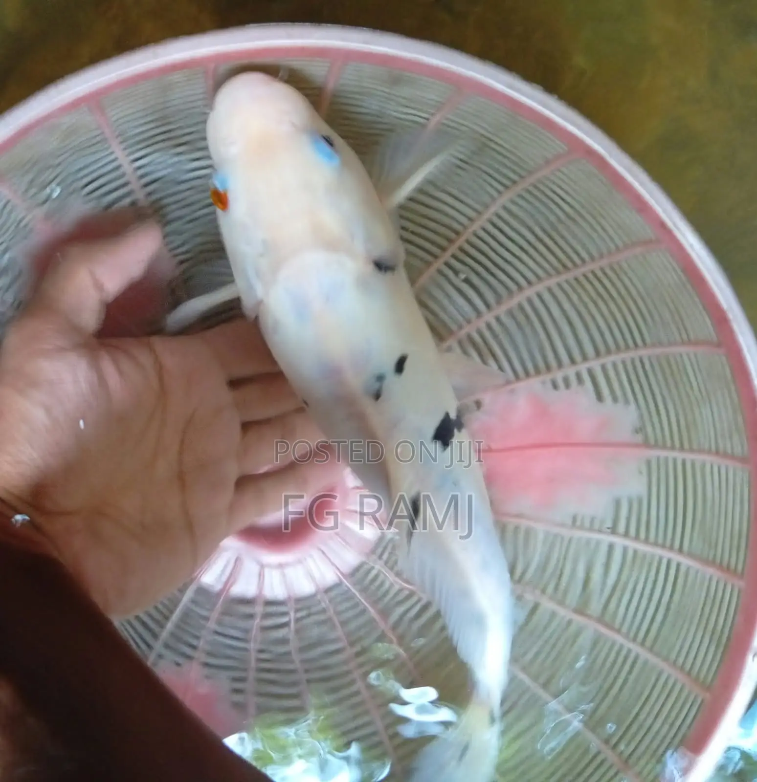Koi Carp for Sale