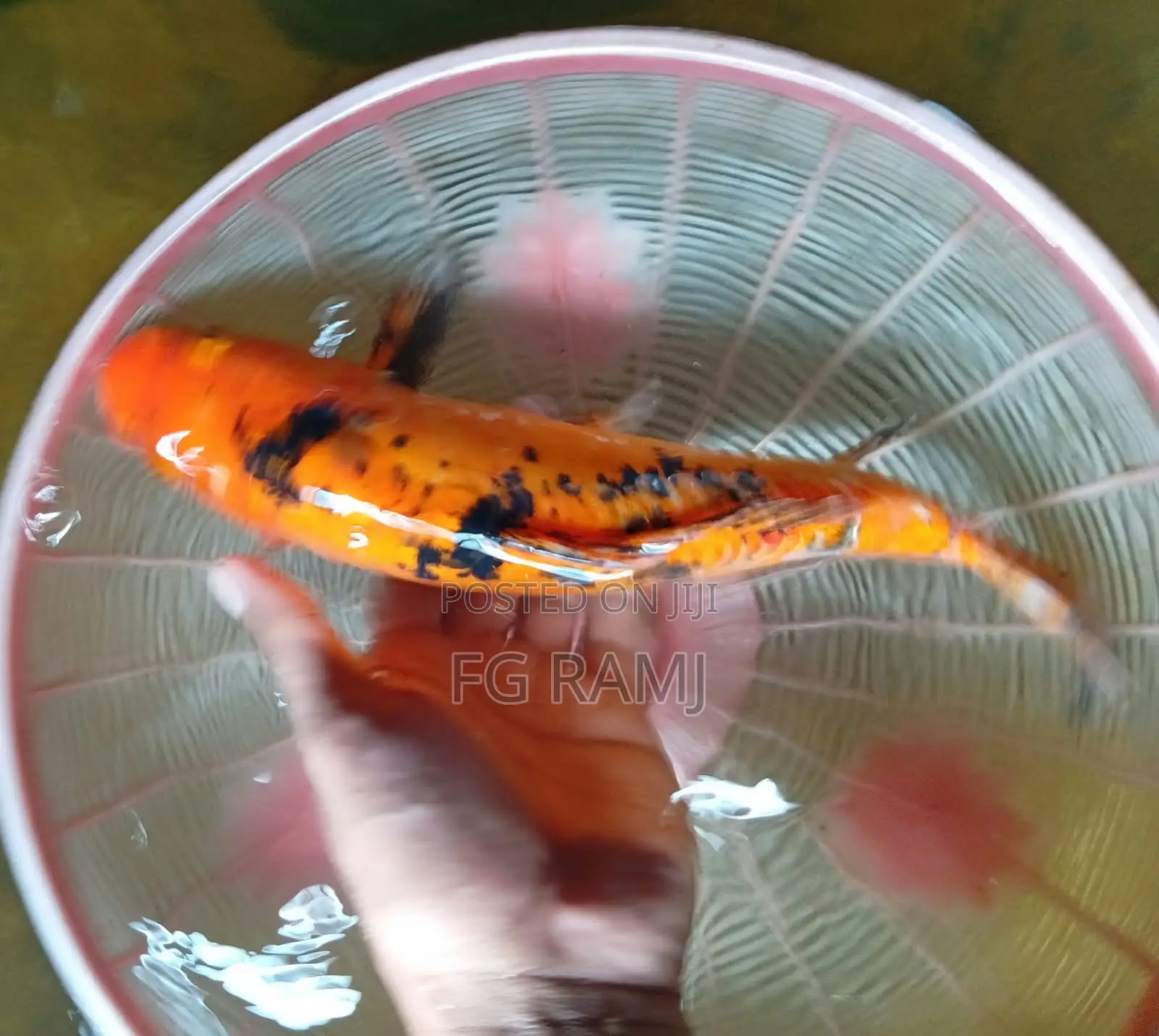 Koi Carp for Sale