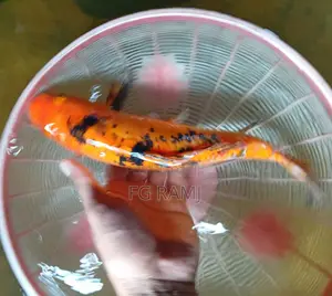 Koi Carp for Sale